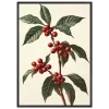 Botanical Coffee Bean Plant Illustration Poster