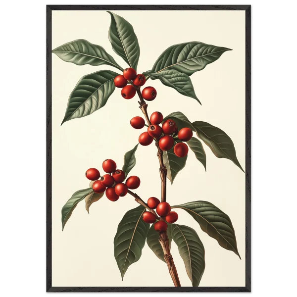 Botanical Coffee Bean Plant Illustration Poster